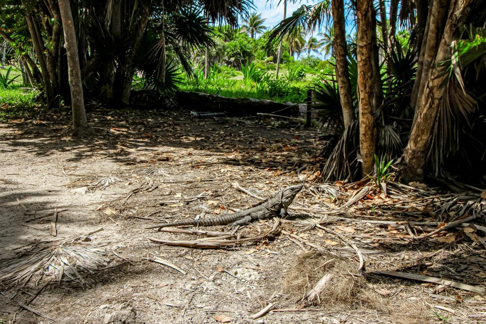 Villa Katalox At Aldea Zama Tulum Pueblo Buitenkant foto